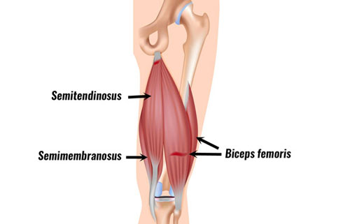 hamstring-muscles500